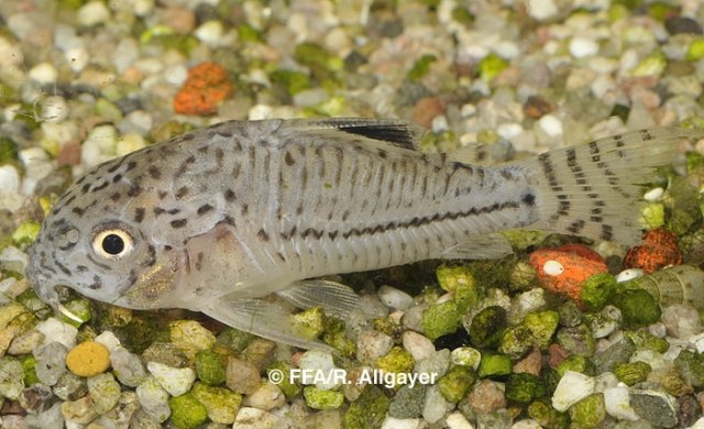 Corydoras cruziensis - 